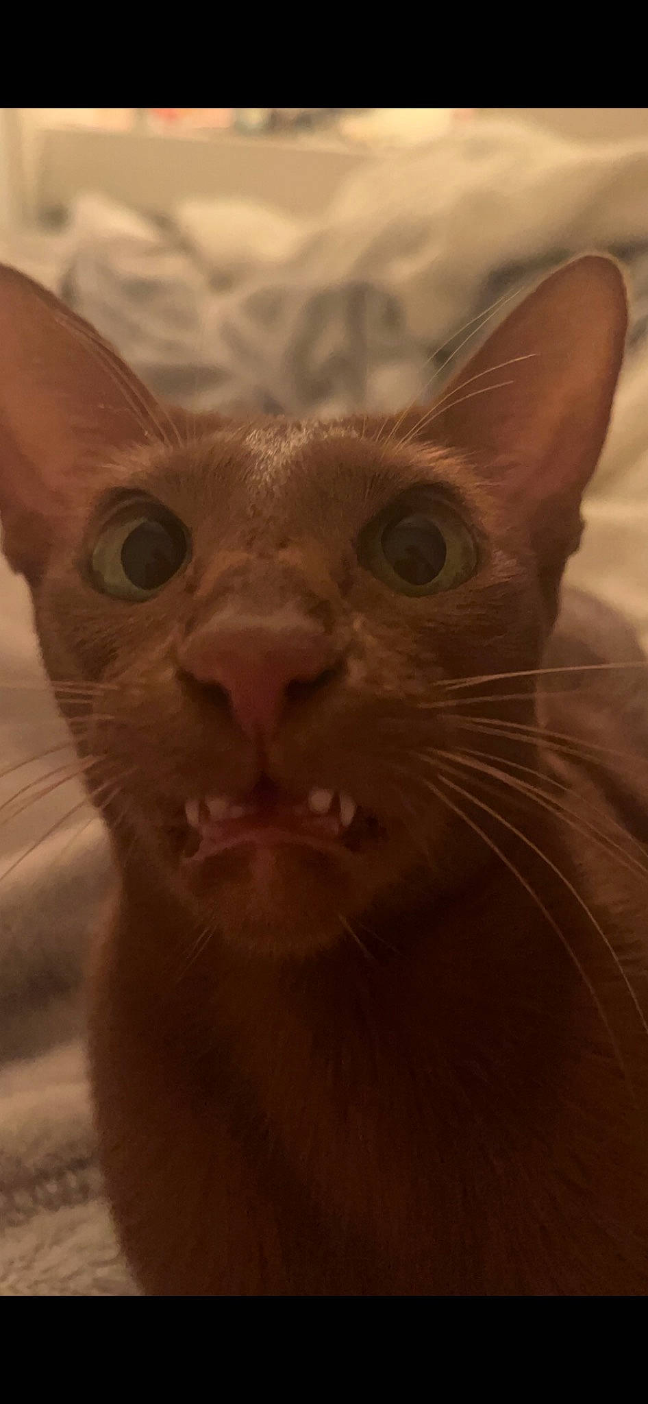 Ana joined the competition — help win amazing prizes! carnivore, cat, close_up, domestic_short_haired_cat, fawn, felidae, fur, peterbald, small_to_medium_sized_cats, snout, terrestrial_animal, whiskers
