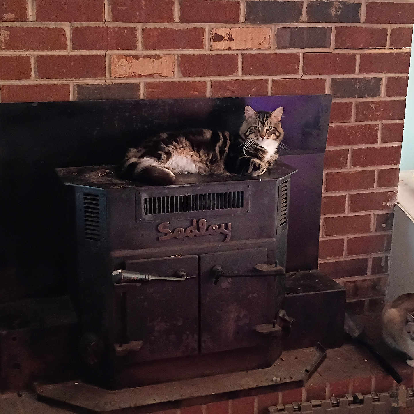 Striker is registered to the contest to win money with this photo: animal, brick_wall, cat, cozy, domestic, feline, fireplace, fur, hearth, home, indoor, iron, pet, quiet, relaxed, resting, sitting, vintage, warm, wood_stove
