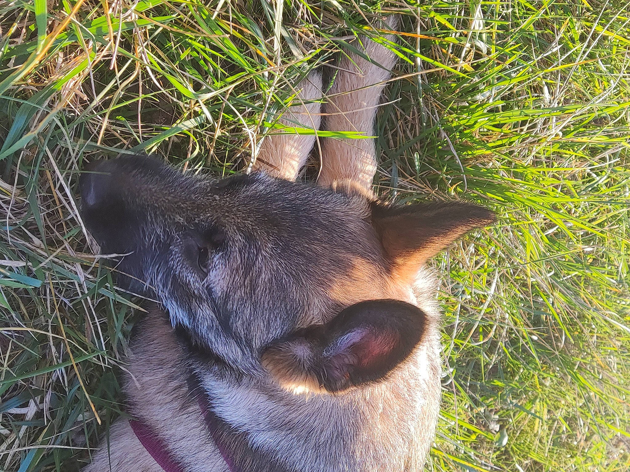 Touini a rejoint le concours — aidez-le/la à gagner de superbes lots ! canidae, carnivore, dog_breed, eye, fawn, felidae, fur, grass, groundcover, plant, small_to_medium_sized_cats, snout, sporting_group, tail, terrestrial_animal, terrestrial_plant, tree, trunk, twig, whiskers