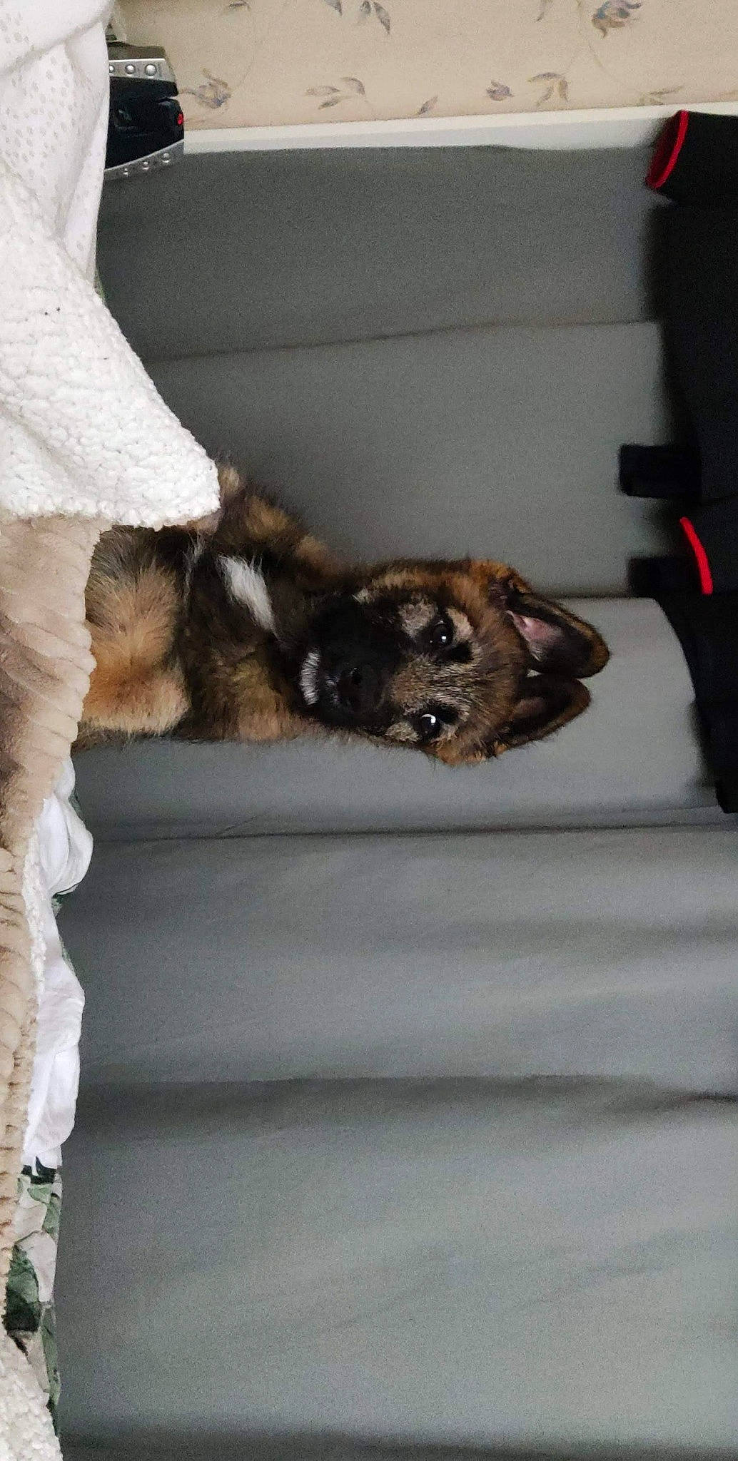 Touini participe au concours pour gagner de l'argent avec cette photo : canidae, carnivore, claw, comfort, companion_dog, dog, dog_breed, domestic_short_haired_cat, fawn, felidae, fur, linens, liver, paw, small_to_medium_sized_cats, snout, tail, terrestrial_animal, whiskers, wood