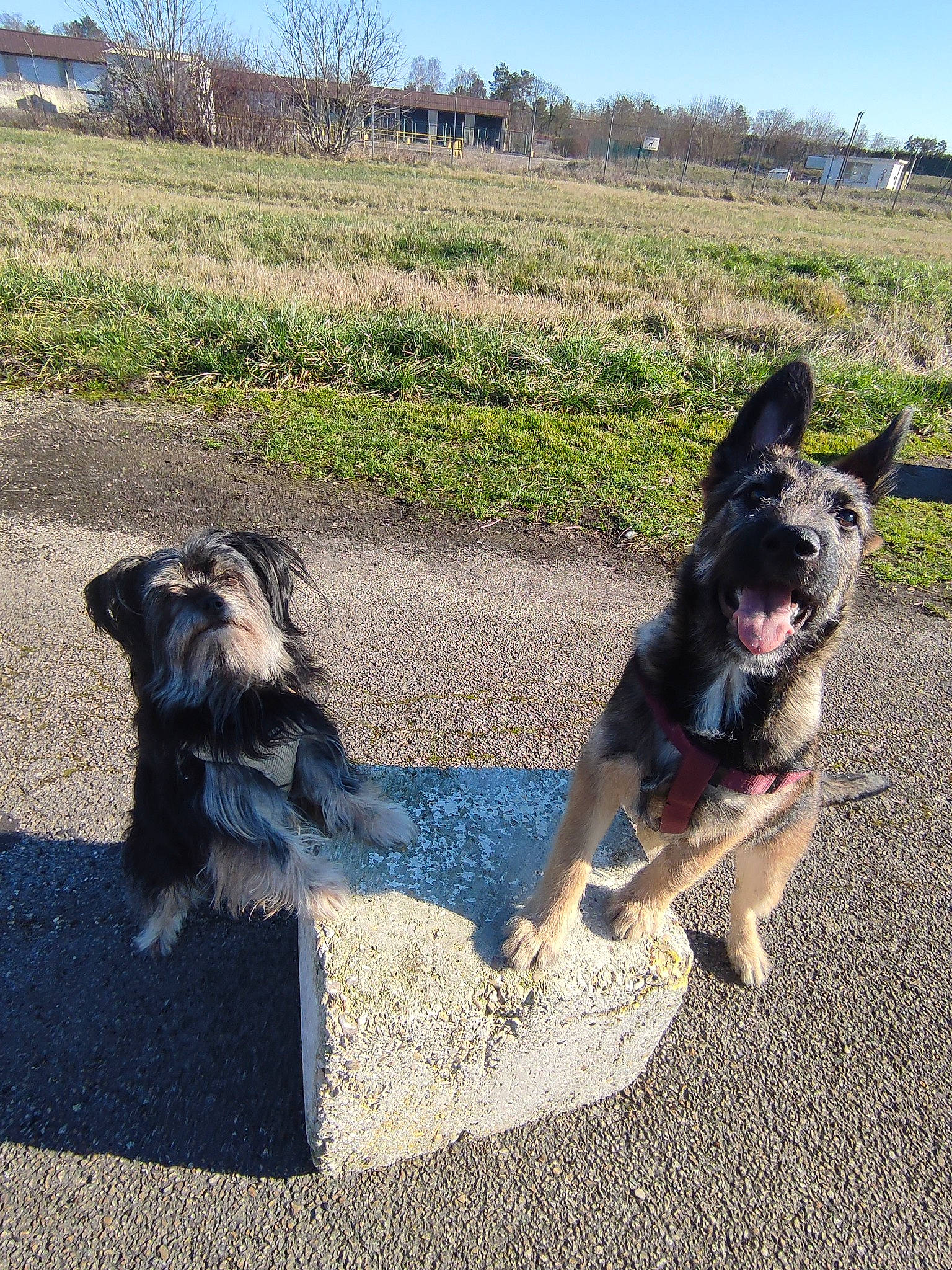 Touini participe au concours pour gagner de l'argent avec cette photo : canidae, carnivore, collar, companion_dog, dog, dog_breed, dog_collar, dog_supply, grass, herding_dog, leash, plant, recreation, sky, sporting_group, tail, tree, walking, working_animal, working_dog