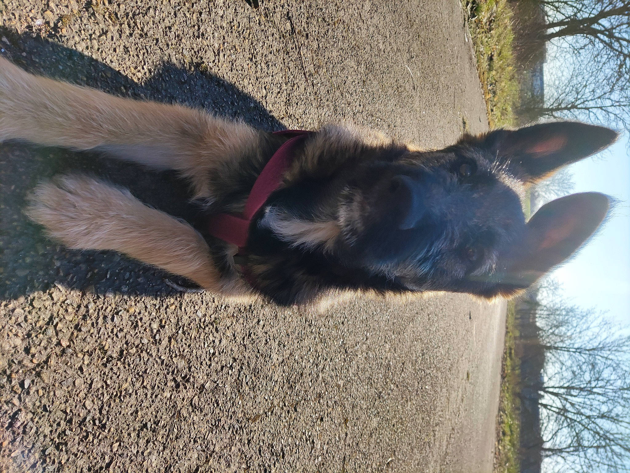 Touini participe au concours pour gagner de l'argent avec cette photo : canidae, carnivore, collar, companion_dog, dog, dog_breed, dog_collar, fawn, fur, liver, pet_supply, plant, sky, snout, sporting_group, tail, terrestrial_animal, tints_and_shades, tree, working_animal