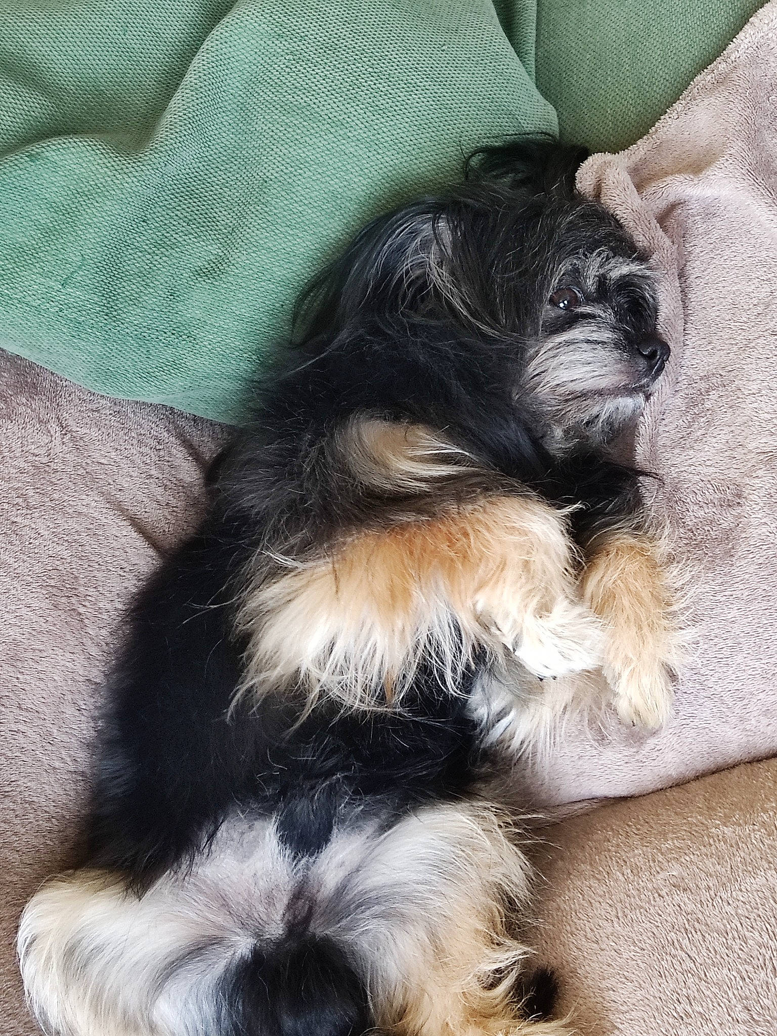 Padi a rejoint le concours — aidez-le/la à gagner de superbes lots ! canidae, carnivore, comfort, companion_dog, dog, dog_breed, dog_supply, fur, liver, nap, paw, schnauzer, small_terrier, snout, sporting_group, tail, terrestrial_animal, terrier, toy_dog