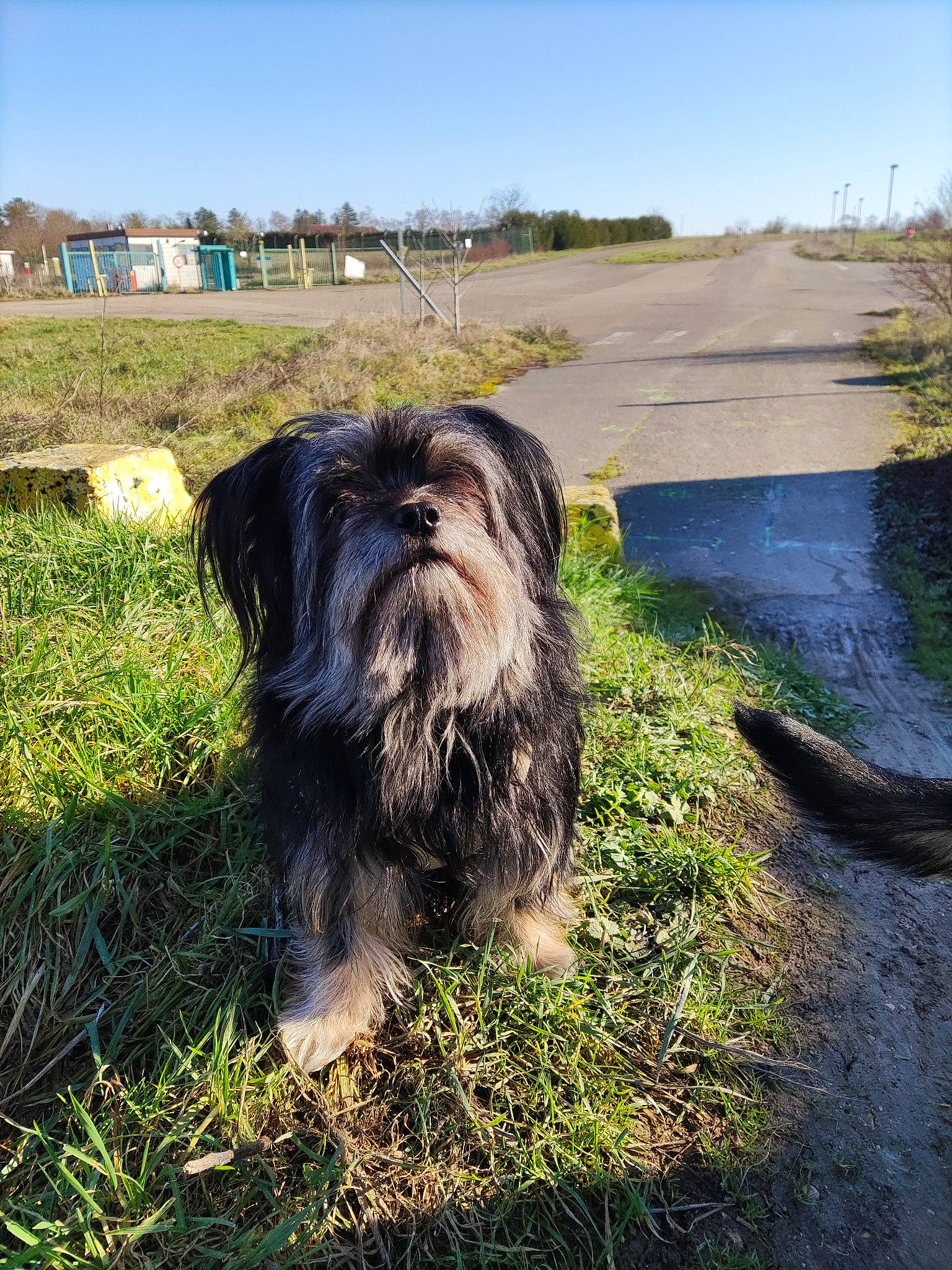 Padi participe au concours pour gagner de l'argent avec cette photo : carnivore, companion_dog, dog, dog_breed, fur, grass, liver, mammal, plant, shih_poo, sky, small_terrier, snout, soil, terrestrial_animal, terrier, toy_dog, vertebrate, water_dog, working_animal