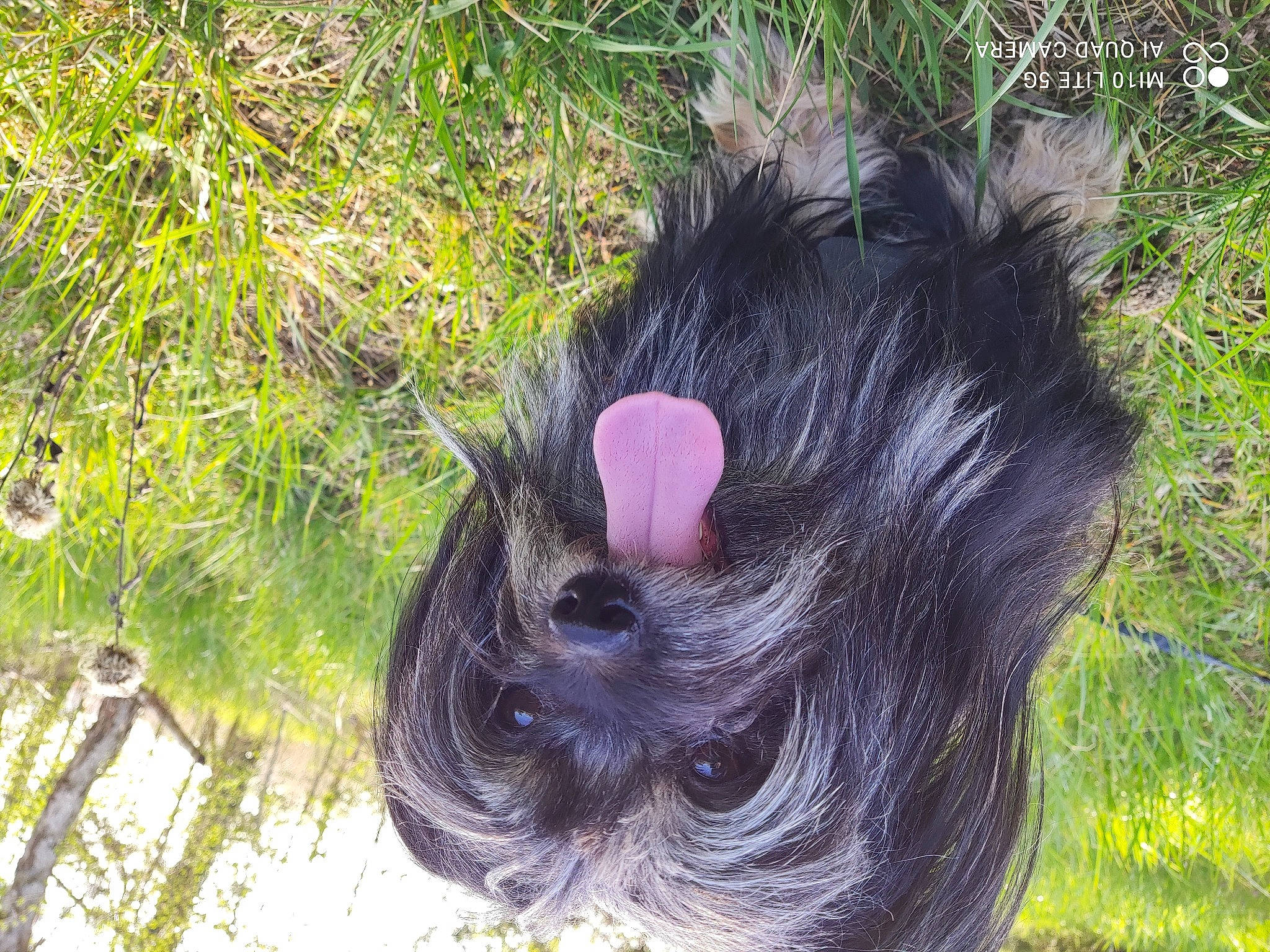 Padi participe au concours pour gagner de l'argent avec cette photo : botany, braid, bun, canidae, dog_breed, fashion_accessory, fur, grass, liver, magenta, plant, sporting_group, tail, terrestrial_animal, thread, tree, wool