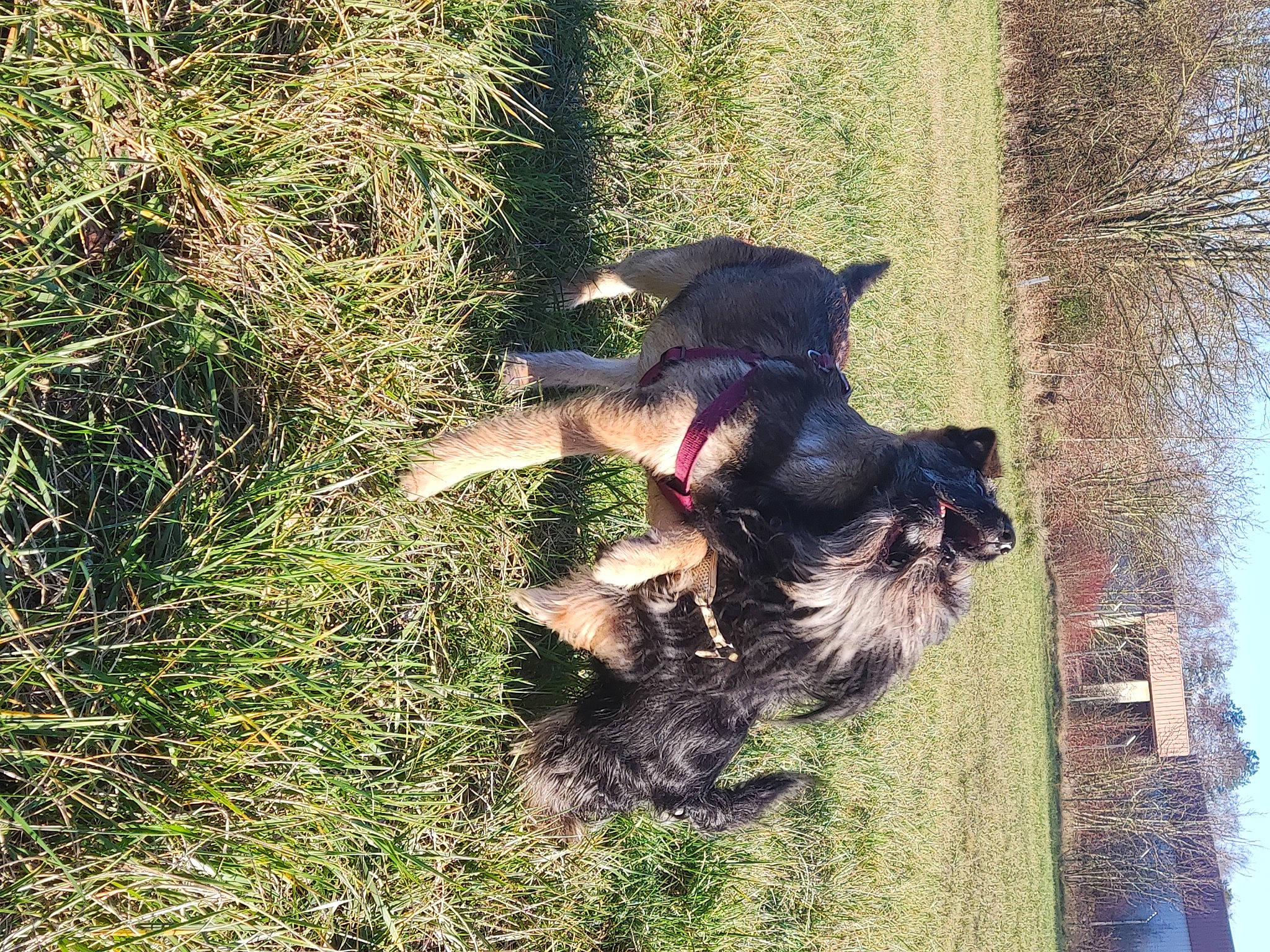 Padi a rejoint le concours — aidez-le/la à gagner de superbes lots ! canidae, carnivore, companion_dog, dog, dog_breed, fur, grass, guard_dog, herding_dog, people_in_nature, plant, sky, sporting_group, tail, terrier, tree, trunk, water, working_animal, working_dog