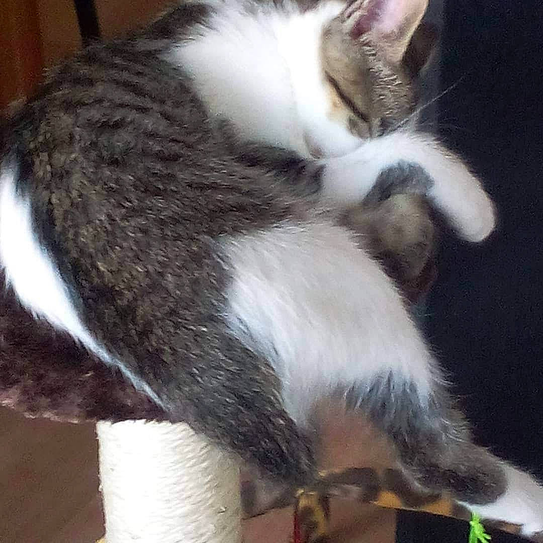 Samy a rejoint le concours — aidez-le/la à gagner de superbes lots ! balance, carnivore, cat, claw, comfort, domestic_short_haired_cat, felidae, foot, fur, human_leg, paw, small_to_medium_sized_cats, tail, terrestrial_animal, whiskers