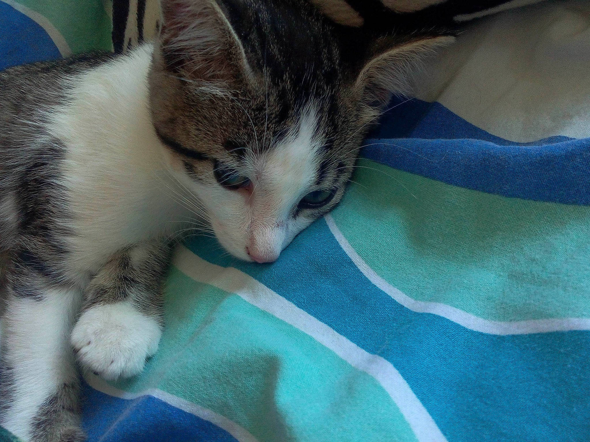 Samy a rejoint le concours — aidez-le/la à gagner de superbes lots ! carnivore, cat, claw, comfort, domestic_short_haired_cat, felidae, foot, fur, nap, paw, sleep, small_to_medium_sized_cats, snout, tail, whiskers