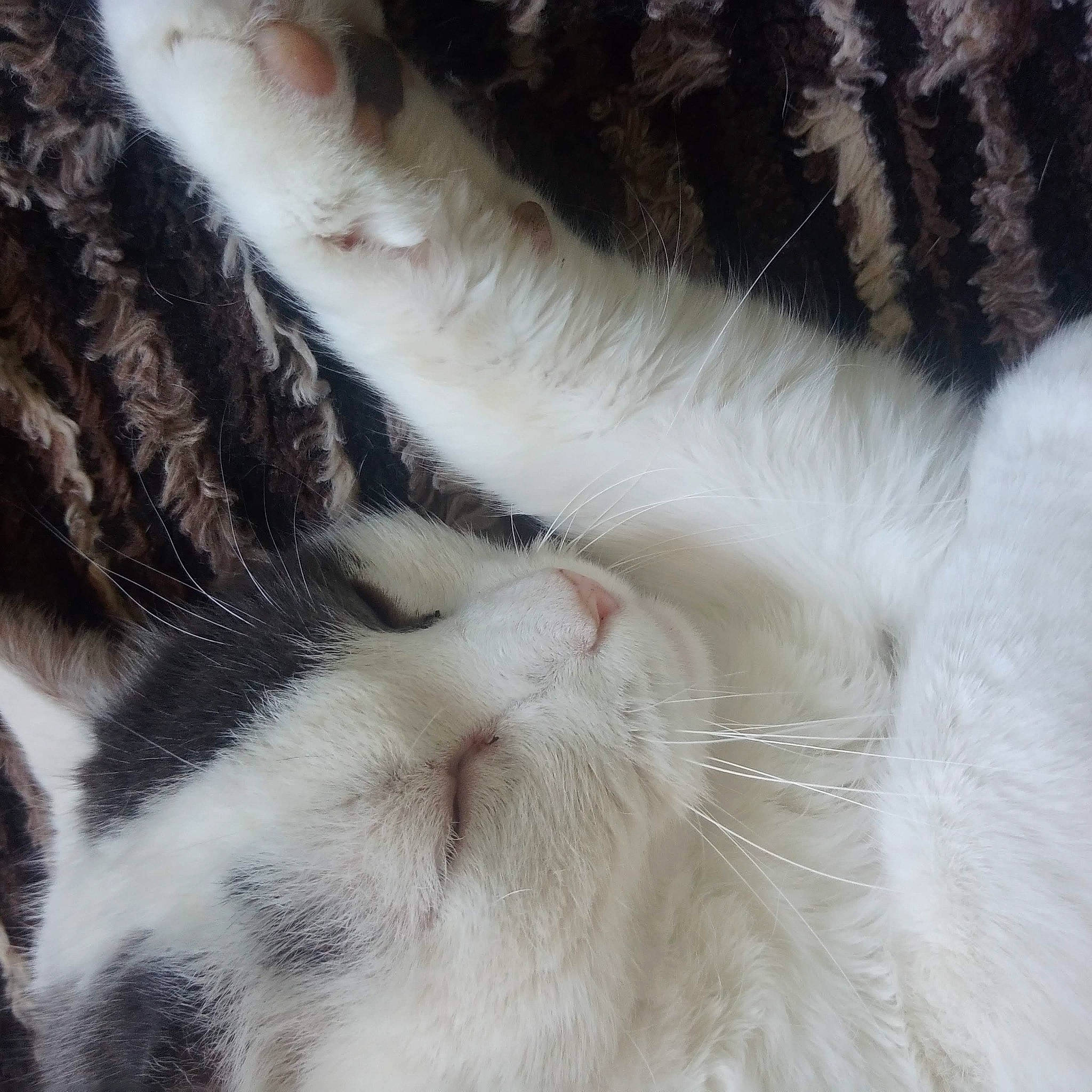 Iti Moustachesamy a rejoint le concours — aidez-le/la à gagner de superbes lots ! carnivore, cat, claw, comfort, domestic_short_haired_cat, fawn, felidae, foot, fur, gesture, nap, paw, sleep, small_to_medium_sized_cats, snout, tail, terrestrial_animal, whiskers