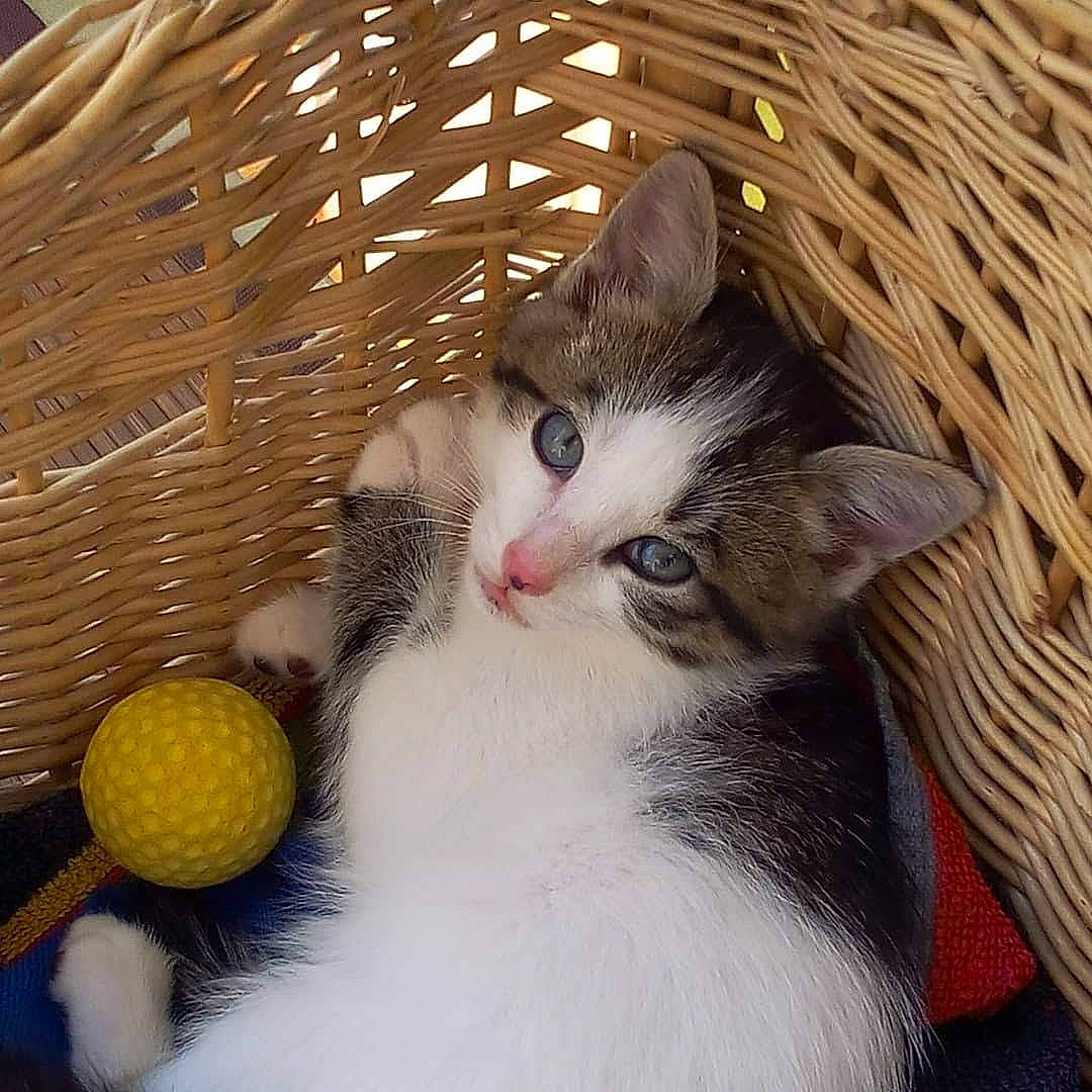 Iti Moustachesamy participe au concours pour gagner de l'argent avec cette photo : ball, basket, carnivore, cat, comfort, domestic_short_haired_cat, door, eye, felidae, fur, nose, paw, photo_caption, small_to_medium_sized_cats, snout, tail, toy, tree, whiskers, wood