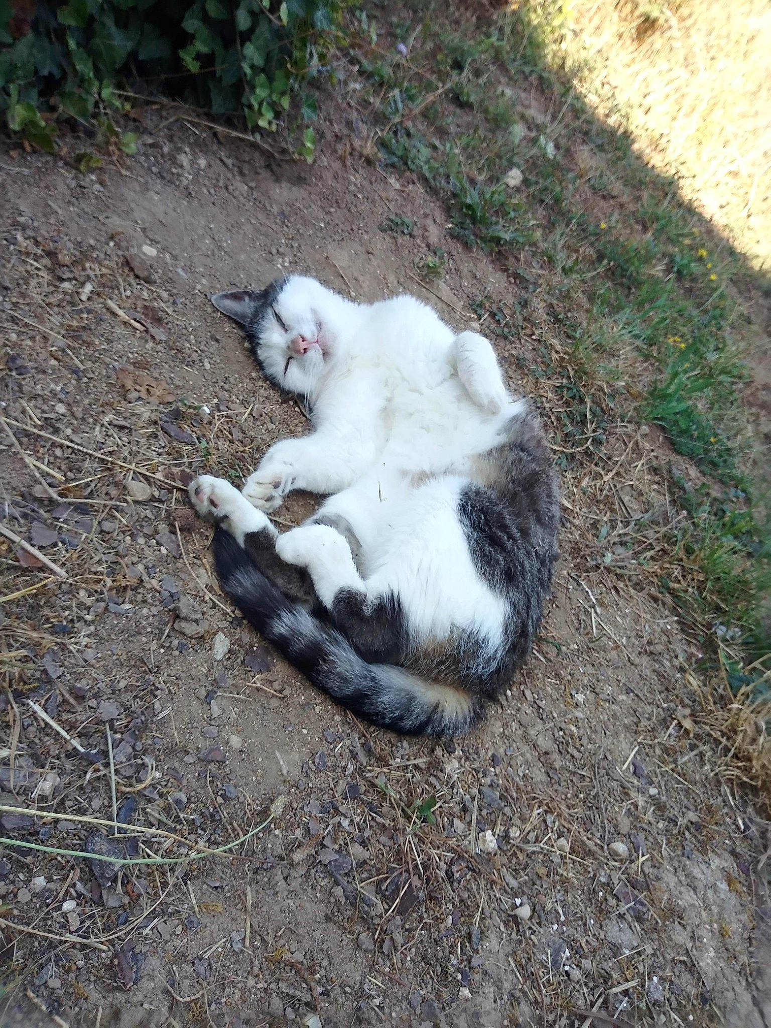 Iti Moustachesamy participe au concours pour gagner de l'argent avec cette photo : canidae, carnivore, cat, dog_breed, domestic_short_haired_cat, fang, fawn, felidae, fur, grass, paw, plant, small_to_medium_sized_cats, snout, soil, sporting_group, tail, terrestrial_animal, whiskers, wildlife