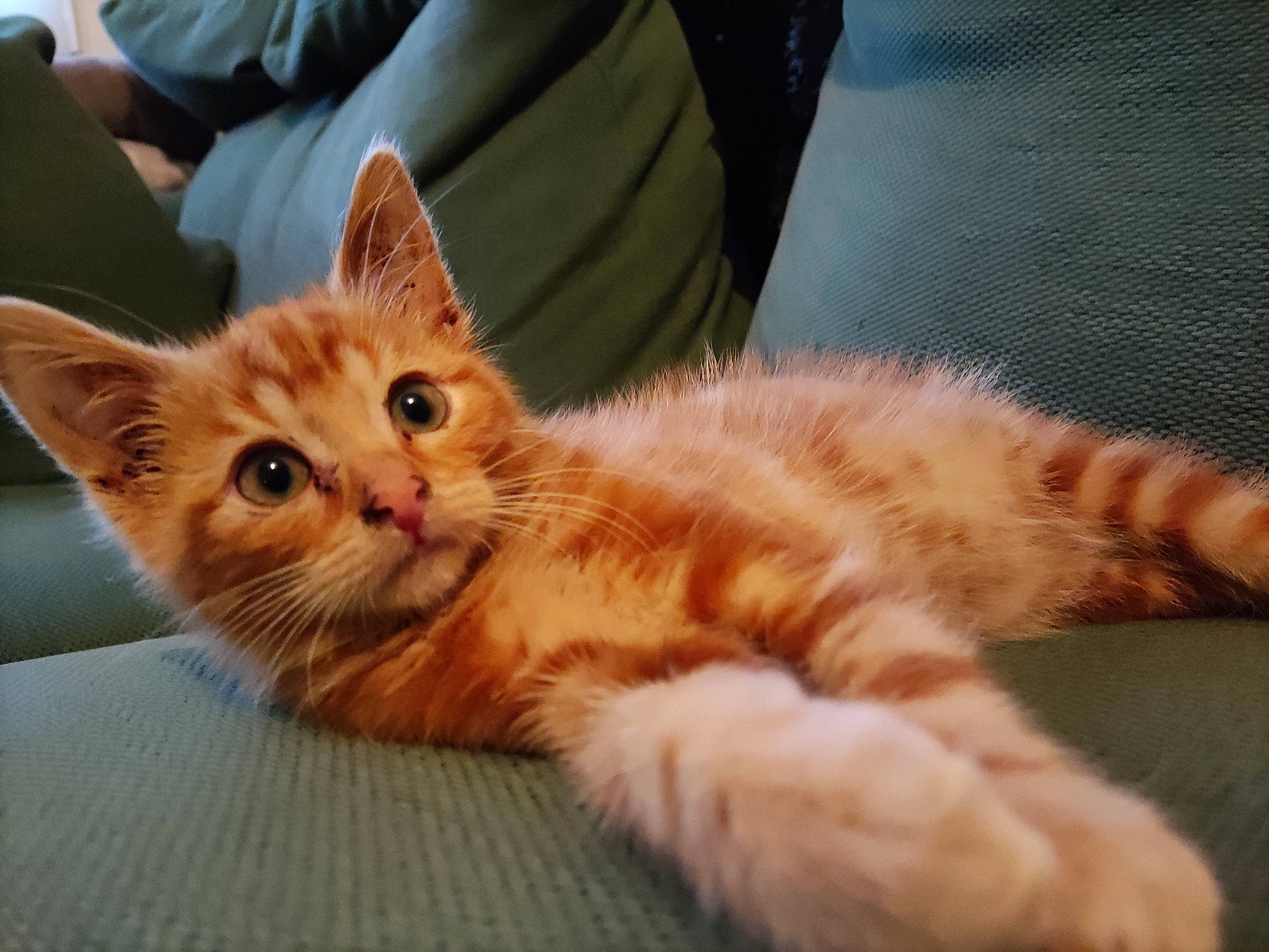 Iti Moustachesamy a rejoint le concours — aidez-le/la à gagner de superbes lots ! carnivore, cat, claw, comfort, domestic_short_haired_cat, fawn, felidae, fur, paw, sitting, small_to_medium_sized_cats, snout, tail, whiskers, window