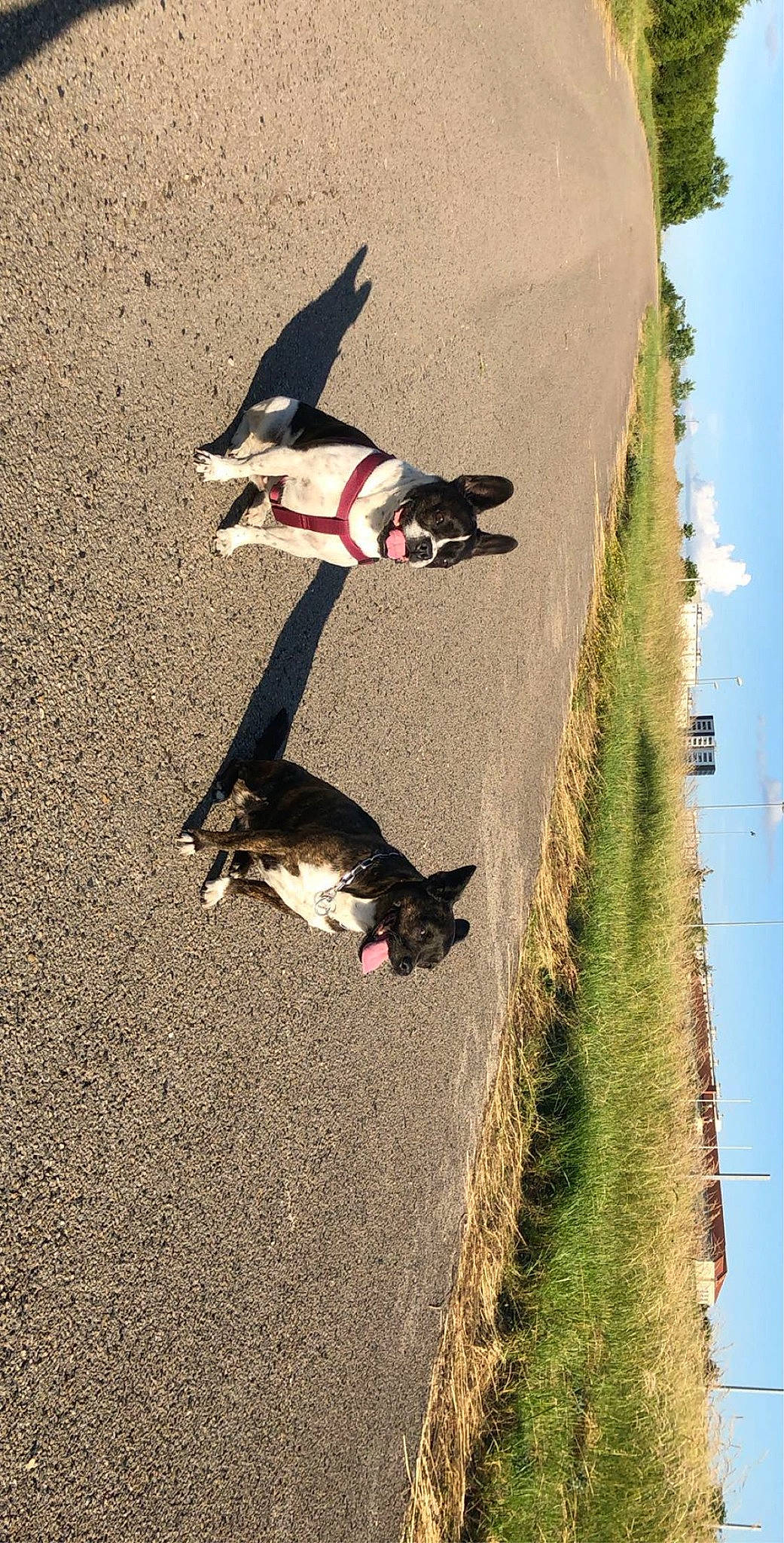 Fidjy a rejoint le concours — aidez-le/la à gagner de superbes lots ! asphalt, canidae, carnivore, cat, cloud, dog_breed, felidae, grass, line, plant, road, road_surface, sidewalk, sky, small_to_medium_sized_cats, sporting_group, tail, tints_and_shades, tree, water