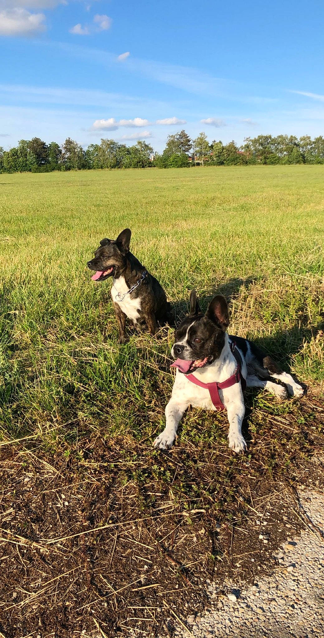 Fidjy participe au concours pour gagner de l'argent avec cette photo : boston_terrier, carnivore, cloud, companion_dog, dog, dog_breed, fawn, field, french_bulldog, grass, grassland, mammal, plant, sky, soil, sporting_group, tail, tree, vertebrate, working_animal