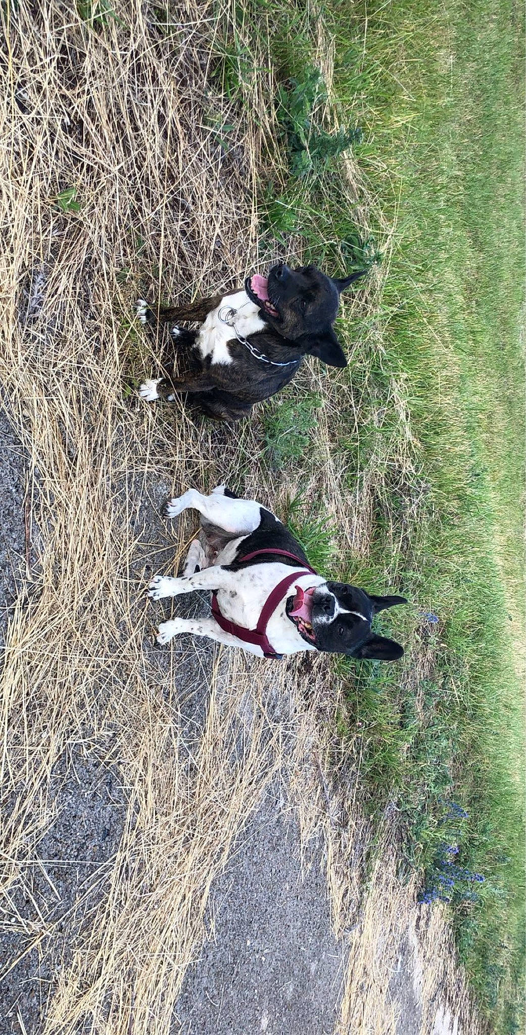 Fidjy participe au concours pour gagner de l'argent avec cette photo : adventure, canidae, carnivore, collar, companion_dog, dog, dog_breed, dog_supply, grass, hunting_dog, non_sporting_group, plant, recreation, soil, sporting_group, tail, tree, working_animal