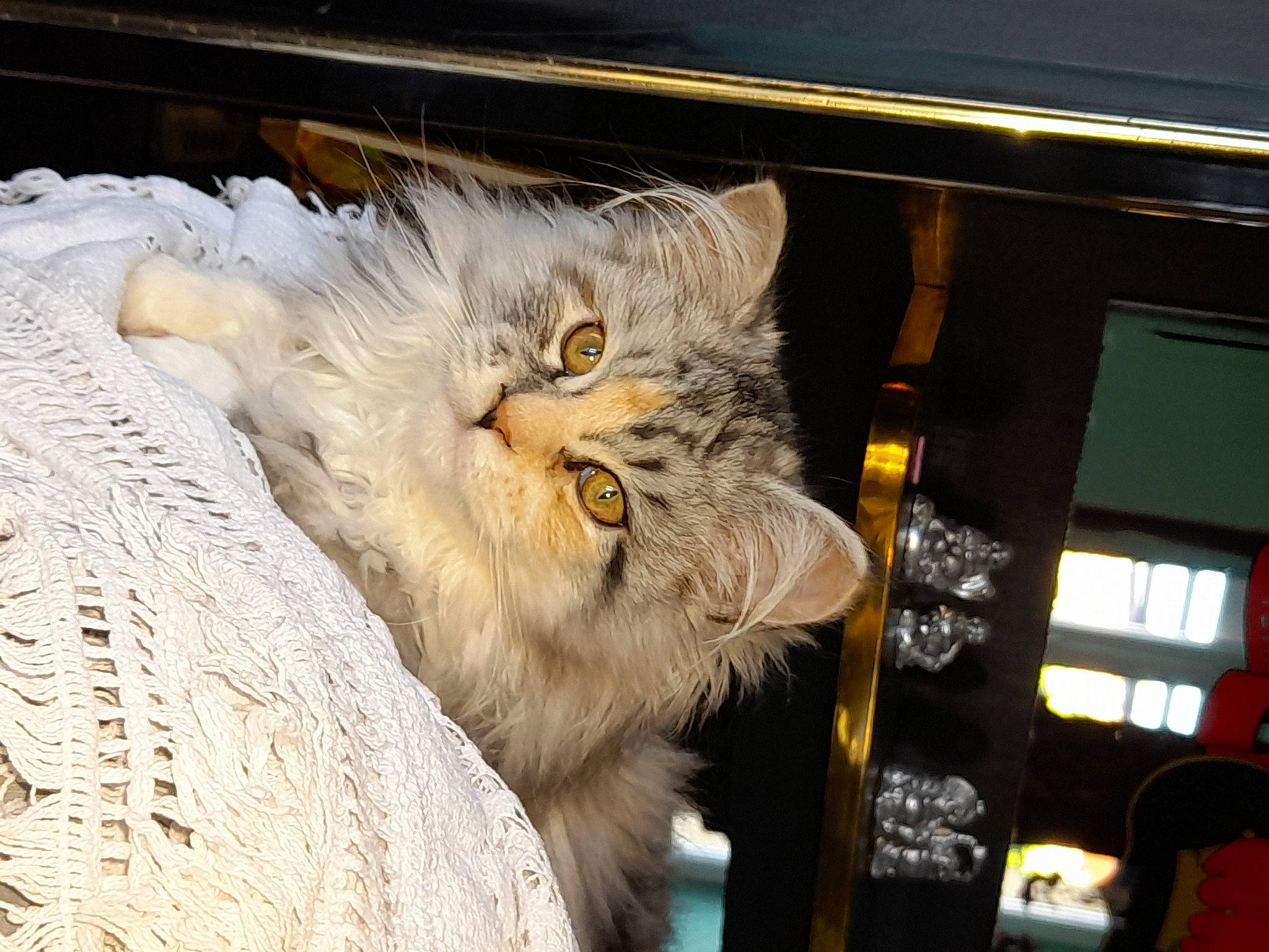 Tyama a rejoint le concours — aidez-le/la à gagner de superbes lots ! carnivore, cat, domestic_short_haired_cat, felidae, fur, small_to_medium_sized_cats, snout, tail, terrestrial_animal, whiskers, window