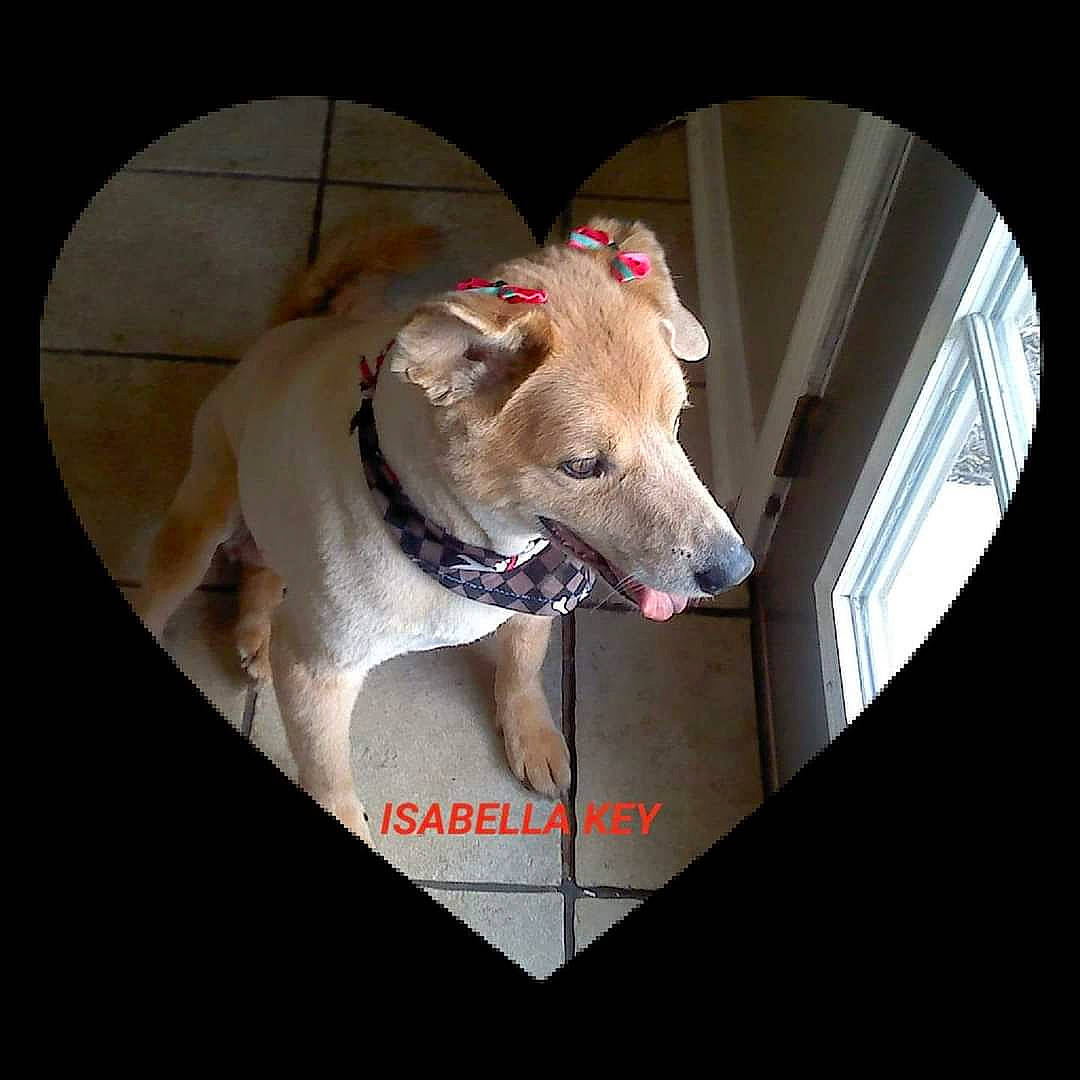 Isabella joined the competition — help win amazing prizes! art, canidae, carnivore, circle, collar, companion_dog, dog, dog_breed, dog_collar, dog_supply, fawn, non_sporting_group, paw, photo_caption, sighthound, snout, sporting_group, whiskers, window, working_animal