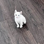 Malaki participe au concours pour gagner de l'argent avec cette photo : cat, kitten, white_cat, heterochromia, blue_eye, green_eye, animal, pet, sitting, floor, wooden_floor, indoors, cute, fluffy, fur, ears, whiskers, paws, portrait, adorable