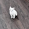cat, kitten, white_cat, heterochromia, blue_eye, green_eye, animal, pet, sitting, floor, wooden_floor, indoors, cute, fluffy, fur, ears, whiskers, paws, portrait, adorable