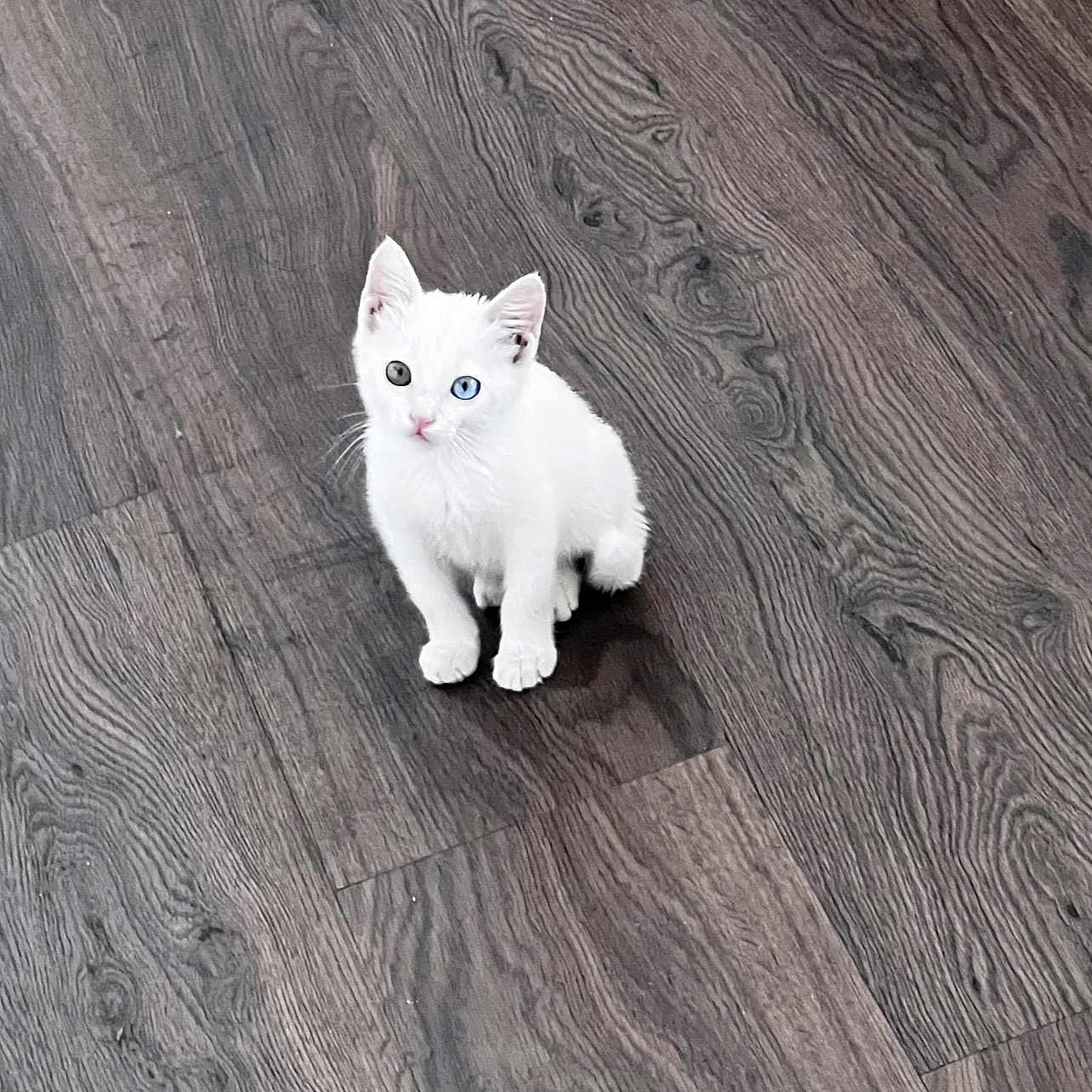 Malaki participe au concours pour gagner de l'argent avec cette photo : cat, kitten, white_cat, heterochromia, blue_eye, green_eye, animal, pet, sitting, floor, wooden_floor, indoors, cute, fluffy, fur, ears, whiskers, paws, portrait, adorable