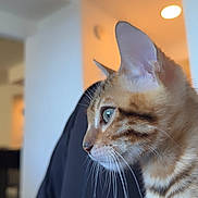 Evo joined the competition — help win amazing prizes! cat, tabby, pet, whiskers, profile, closeup, fur, ear, eye, domestic_cat, portrait, indoor, cozy, apartment, shallow_depth_of_field, curious, human_leg, lighting, home_interior, sitting