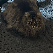 River is registered to the contest to win money with this photo: carpet, cat, chair_wheel, eyes, feline, floor, fluffy, fur, furniture, gaze, home, indoor, longhair, office_chair, pet, portrait, rug, sitting, tabby, whiskers