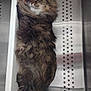 animal, cat, close_up, cute, fur, hand, human_hand, indoors, kennel, long_haired_cat, pet, portrait, relaxed, shelter, stainless_steel, tabby, tail, tray, veterinary, whiskers
