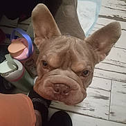 Pork Chop joined the competition — help win amazing prizes! dog, french_bulldog, pet, canine, portrait, close_up, face, eyes, ears, wrinkles, brown_fur, snout, nose, indoor, floor, wooden_floor, containers, cup, looking_at_camera, funny_expression