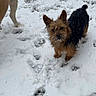 Chewbacca is registered to the contest to win money with this photo: dog, snow, paw_prints, outdoor, animal, winter, small_dog, fur, playful, pet, canine, scruffy, cold, nature, walking, alert, white_snow, footprints, animal_leg, companion