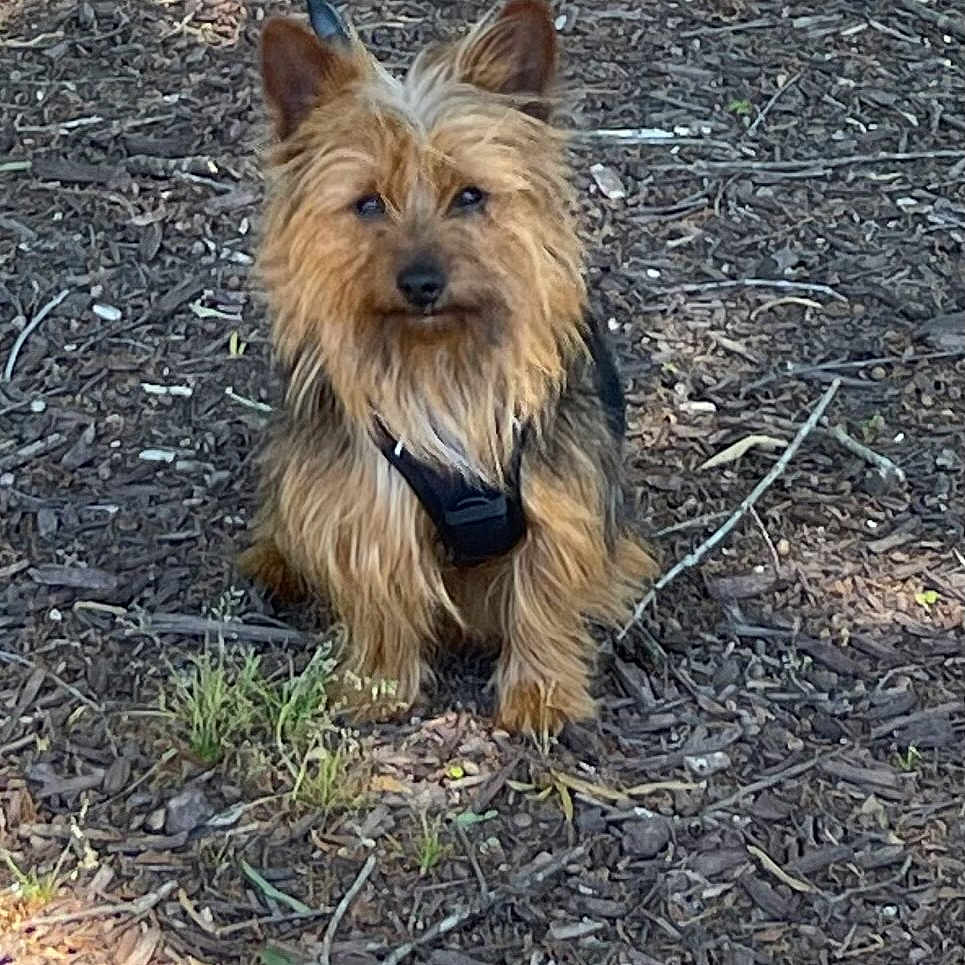 Chewbacca