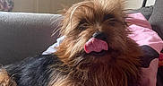 Chewbacca is registered to the contest to win money with this photo: dog, pet, tongue_out, fur, scruffy, indoor, couch, blanket, cozy, relaxed, brown_fur, black_fur, playful, animal, canine, tongue, resting, cute, fluffy, house