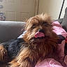 dog, pet, tongue_out, fur, scruffy, indoor, couch, blanket, cozy, relaxed, brown_fur, black_fur, playful, animal, canine, tongue, resting, cute, fluffy, house