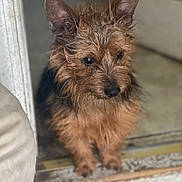 Chewbacca is registered to the contest to win money with this photo: dog, small_dog, wet_fur, brown_fur, ears, doorway, floor, curious, pet, animal, indoors, closeup, portrait, canine, fur, looking_down, standing, house, domestic, companion