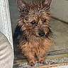 dog, small_dog, wet_fur, brown_fur, ears, doorway, floor, curious, pet, animal, indoors, closeup, portrait, canine, fur, looking_down, standing, house, domestic, companion
