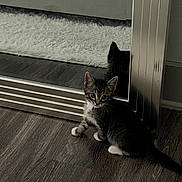 Manny is registered to the contest to win money with this photo: kitten, cat, mirror, reflection, floor, wooden_floor, fur, paw, indoor, pet, animal, curious, white_paws, tabby, cozy, rug, home, cute, small, young