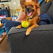 Crowley is registered to the contest to win money with this photo: air_conditioner, beard, brown_dog, carpet, couch, dog, fan, furniture, happy_dog, human, indoor, living_room, man, pet, pillow, relaxed, shirtless, smiling_dog, tennis_ball, toy
