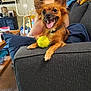 air_conditioner, beard, brown_dog, carpet, couch, dog, fan, furniture, happy_dog, human, indoor, living_room, man, pet, pillow, relaxed, shirtless, smiling_dog, tennis_ball, toy