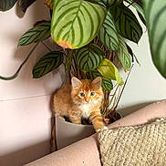 Edwin joined the competition — help win amazing prizes! kitten, orange_cat, plant, houseplant, pot, green_leaves, couch, blanket, indoor, pet, cute, fur, whiskers, small, curious, domestic_cat, home, cozy, animal, feline