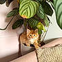 kitten, orange_cat, plant, houseplant, pot, green_leaves, couch, blanket, indoor, pet, cute, fur, whiskers, small, curious, domestic_cat, home, cozy, animal, feline