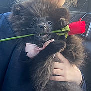 Rocco is registered to the contest to win money with this photo: dog, black_dog, fluffy, rose, flower, bow_tie, pet, cute, car_interior, cuddling, person, hand, close_up, adorable, romantic, animal, companion, nose, fur, indoor