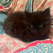 Soan a rejoint le concours — aidez-le/la à gagner de superbes lots ! animal, black_cat, blanket, blue_eyes, cat, cozy, cute, domestic_cat, fluffy, fur, furry, indoor, kitten, lying_down, patterned_blanket, pet, resting, small, whiskers, young_animal