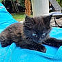 animal, black_cat, blue_towel, closeup, curious, cute, domestic_cat, fur, greenery, kitten, nature, outdoor, pet, playful, relaxed, resting, small, soft, whiskers, young