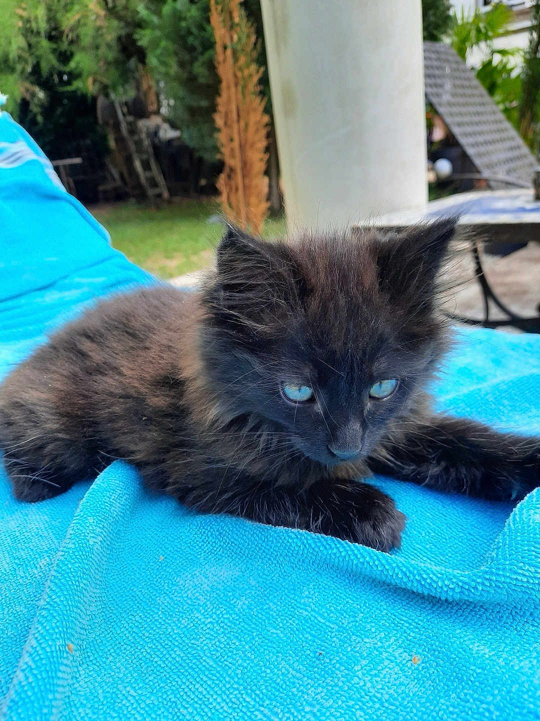 Sohan a rejoint le concours — aidez-le/la à gagner de superbes lots ! kitten, black_cat, blue_towel, outdoor, pet, animal, fur, cute, small, young, resting, nature, greenery, domestic_cat, whiskers, playful, relaxed, closeup, soft, curious