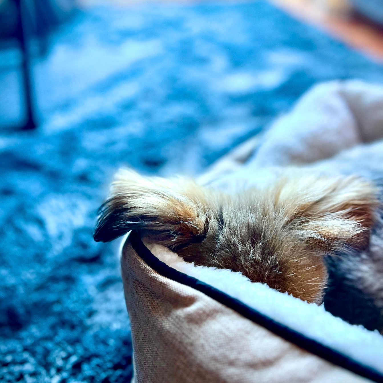 Harvey joined the competition — help win amazing prizes! animal, ball, canine, cat, couch, dog, dogbed, furniture, homedecor, indoors, interiordesign, kitten, person, pet, puppy, sleeping, sport, tennis, tennisball, terrier