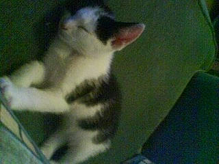 Torres is registered to the contest to win money with this photo: carnivore, cat, domestic_short_haired_cat, european_shorthair, felidae, kitten, norwegian_forest_cat, small_to_medium_sized_cats, whiskers