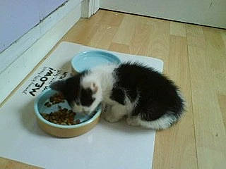 Torres is registered to the contest to win money with this photo: carnivore, cat, domestic_short_haired_cat, european_shorthair, felidae, kitten, mammal, norwegian_forest_cat, paw, polydactyl_cat, ragamuffin, small_to_medium_sized_cats, tail, whiskers