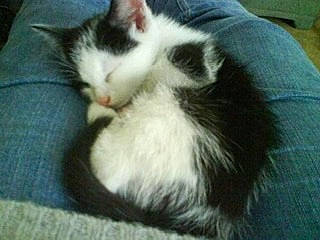 Torres is registered to the contest to win money with this photo: carnivore, cat, cymric, domestic_long_haired_cat, domestic_short_haired_cat, european_shorthair, felidae, kitten, mammal, norwegian_forest_cat, polydactyl_cat, small_to_medium_sized_cats, turkish_angora, vertebrate, whiskers