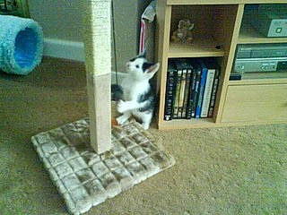 Torres joined the competition — help win amazing prizes! border_collie, canidae, carnivore, cat, domestic_short_haired_cat, european_shorthair, felidae, floor, flooring, furniture, kitten, play, polydactyl_cat, small_to_medium_sized_cats, table