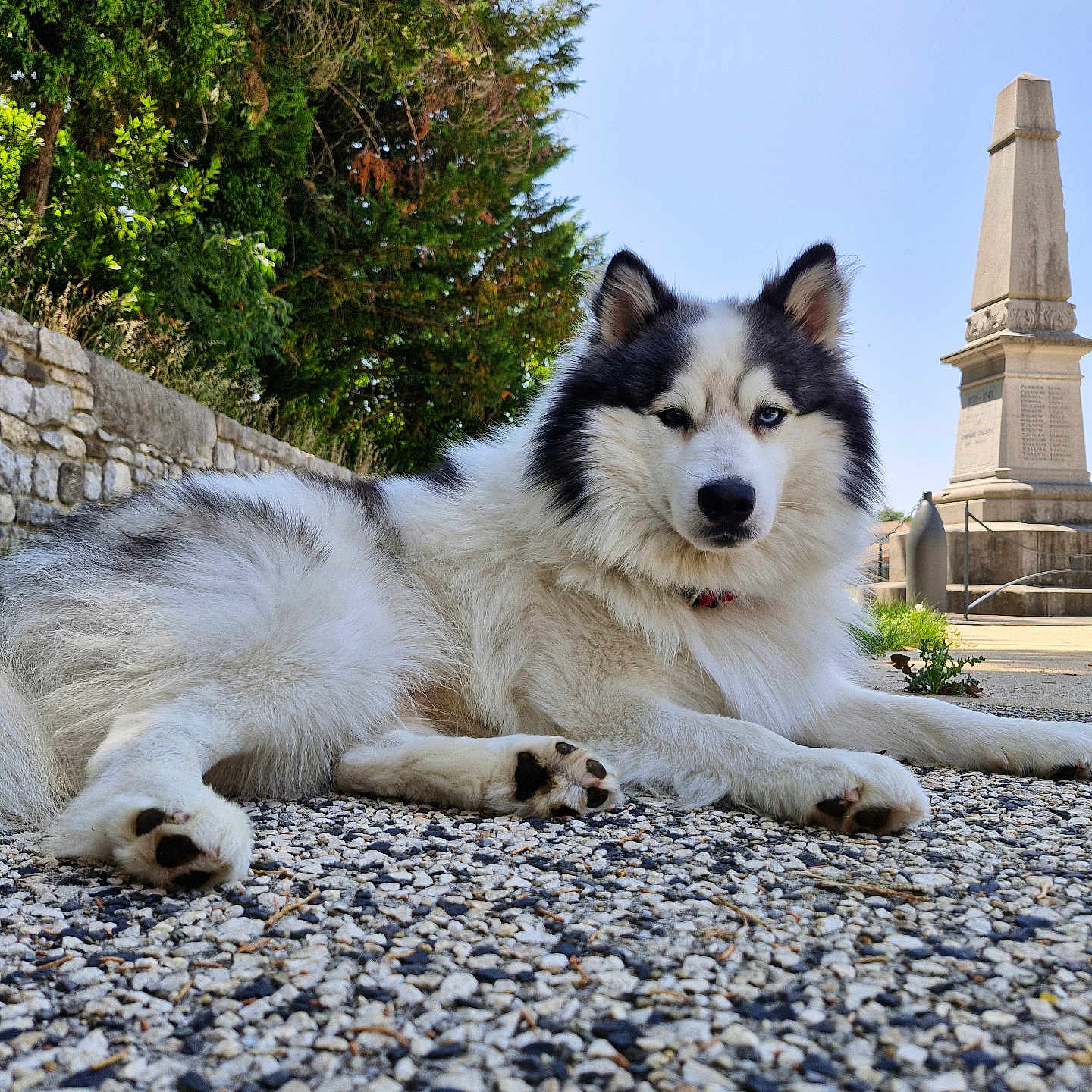 Loki a rejoint le concours — aidez-le/la à gagner de superbes lots ! animal, blue_eye, brown_eye, calm, canine, collar, dog, fur, husky, mixed_color, monument, nature, outdoor, paw, pebbled_path, portrait, resting, sky, stone_wall, tree