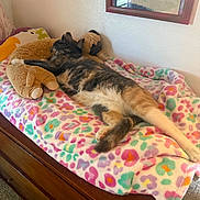 Jenny Bean joined the competition — help win amazing prizes! animal, bedroom, blanket, carpet, cat, colorful, cozy, dresser, feline, home_decor, indoor, patterned_blanket, pet, plush_toy, relaxed, resting, sleeping, soft_toy, wall_art, wooden_furniture